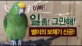 앵무새는 사람과 대화가 가능하다~~ / 일하러 나온 아빠에게 일좀 그만하라고 하는 별이 / 별이 특유의 응석과 보채기로 아빠를 설득하는 별이 /앵그리버드별이 /ANGRY BIRD