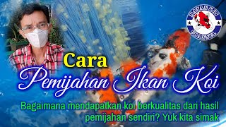 Tutorial Cara Pemijahan Ikan Koi  Koi Fish Breeding At Home