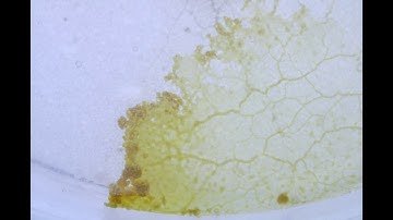 Physarum Polycephalum timelapse #2 (4K)