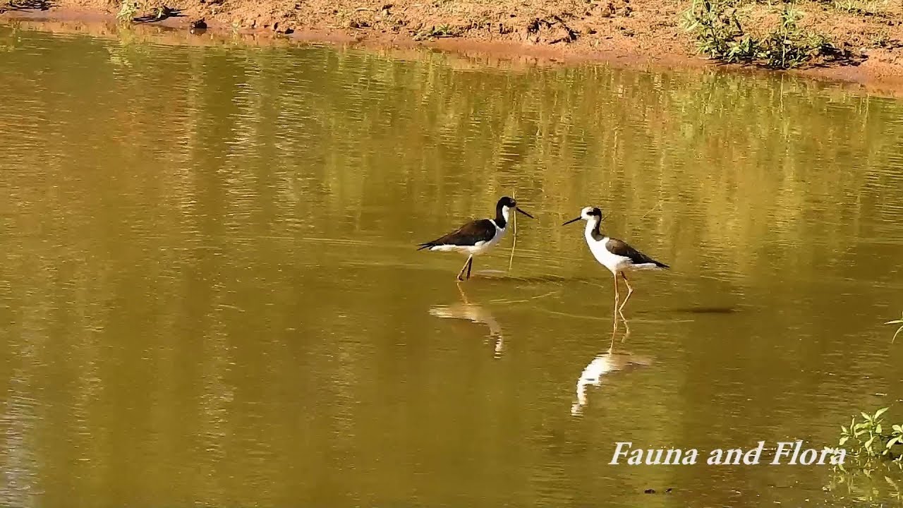 White-backed Stilt looking for food, Himantopus melanurus, 