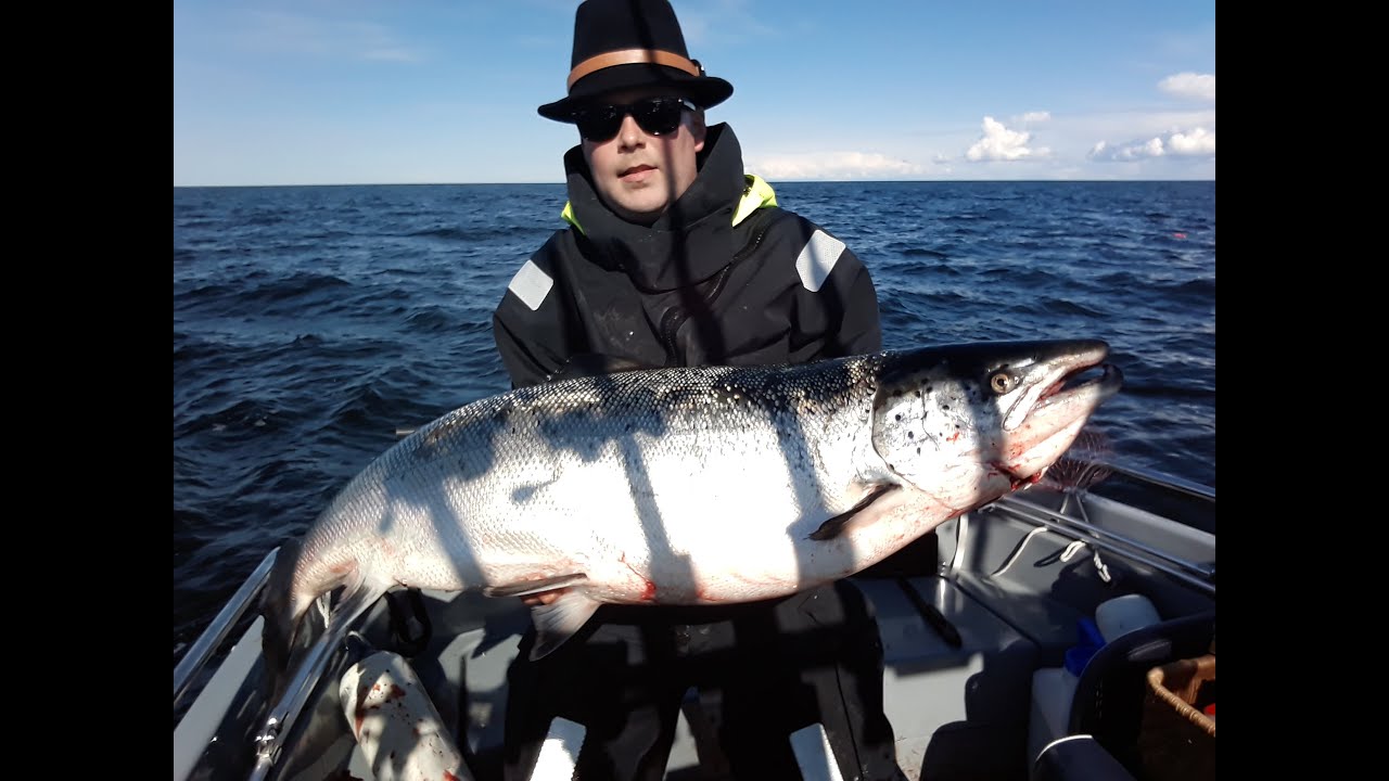 Merilohen uistelu, Merenkurkku, 16kg