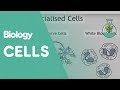Unraveling the Secrets of Cells and Their Functions