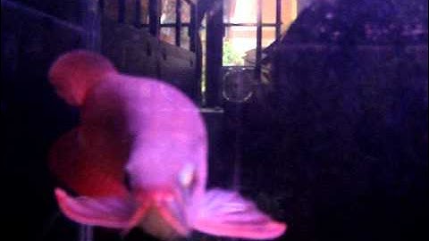 C:\Documents and Settings\Administrator\桌面\新資料夾\MOV03747.MPG