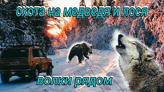 Оклад медведя и охота на лося - волки рядом