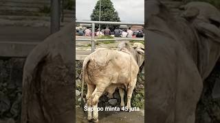 sapi po minta 45