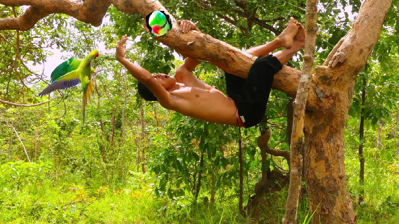 A man climbed a tree to catch a parrot - YouTube