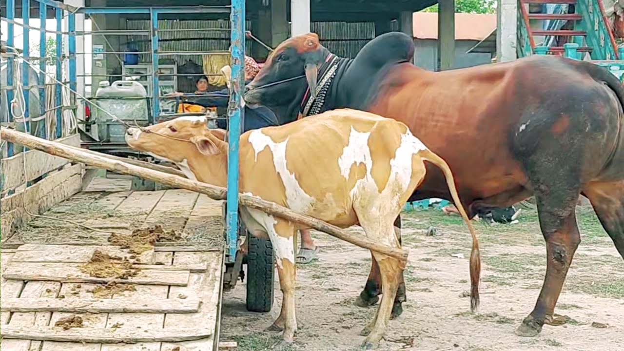 The villagers often need bulls.