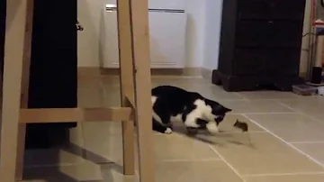Pourquoi le chat joue avec la souris avant de la tuer