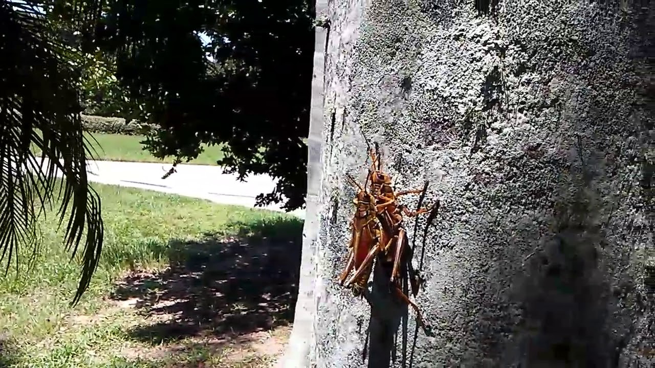 Insecte reproduction