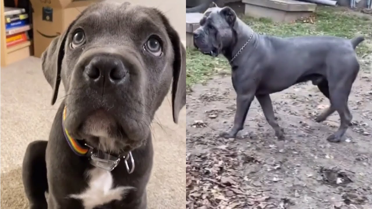 CALL ME WHEN YOU WANT DOG TIKTOK  