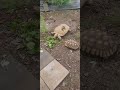 Dozer the ivory sulcata