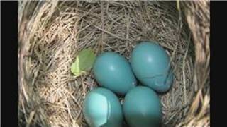 Bluebirds : What Is a Bluebird's Life Cycle?