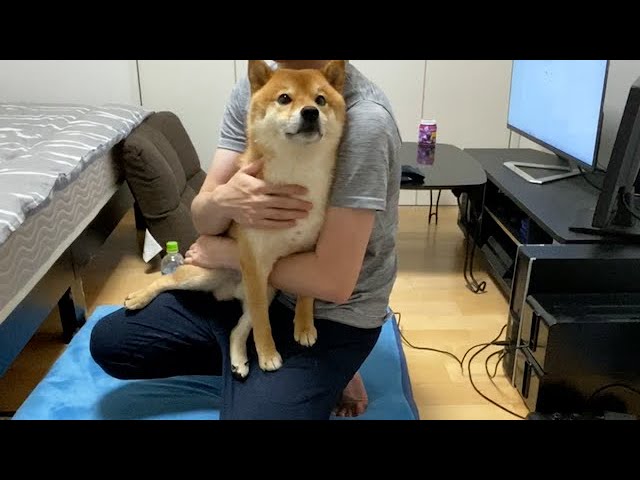 Shiba Inu scared of mosquitoes - YouTube