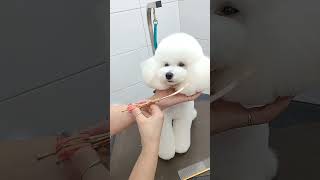 WORLD MOST ADORABLE POODLE FIRST GROOMING EXPERIENCE  #dog #puppy #cutedog