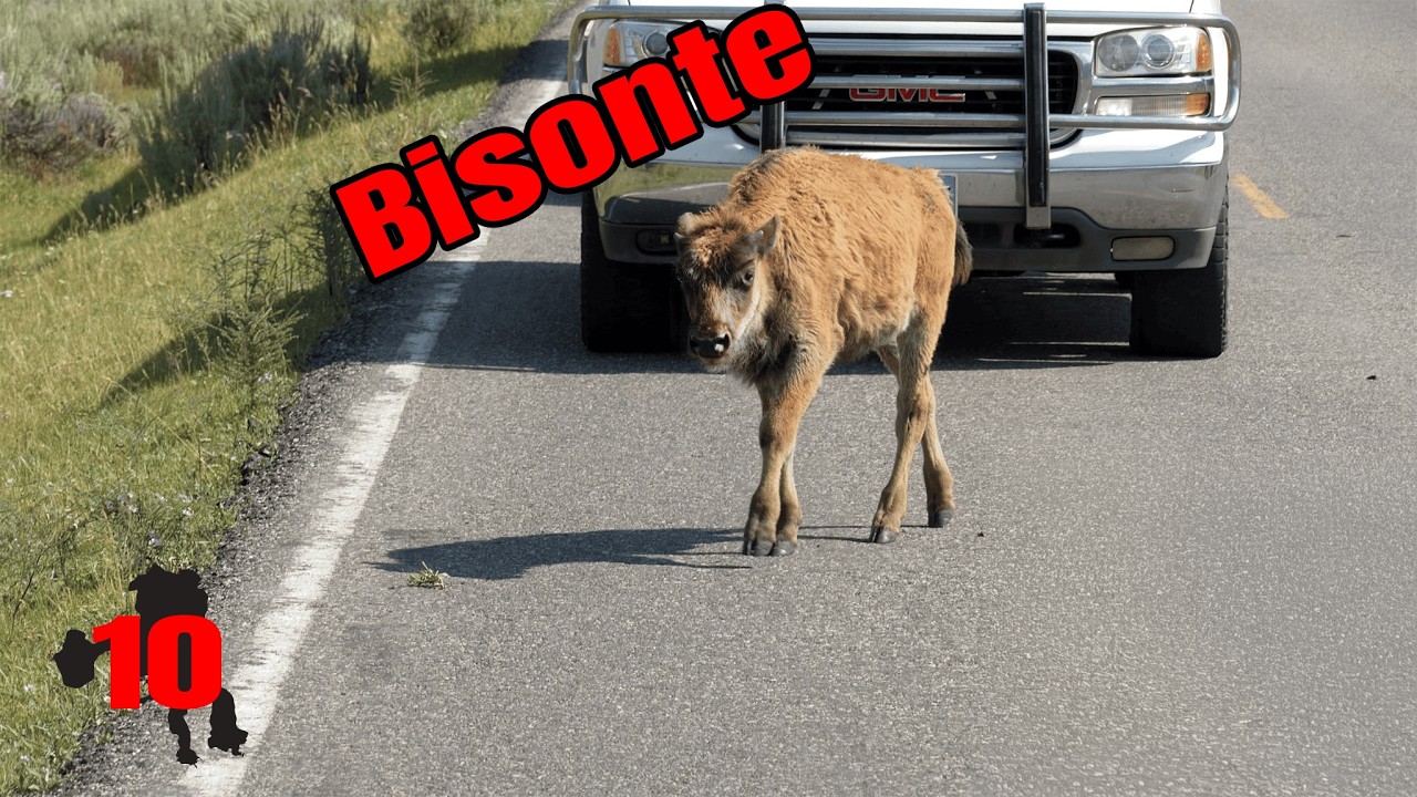 YELLOWSTONE: Incredibili avvistamenti nella Lamar Valley | American On The Road Ep.10