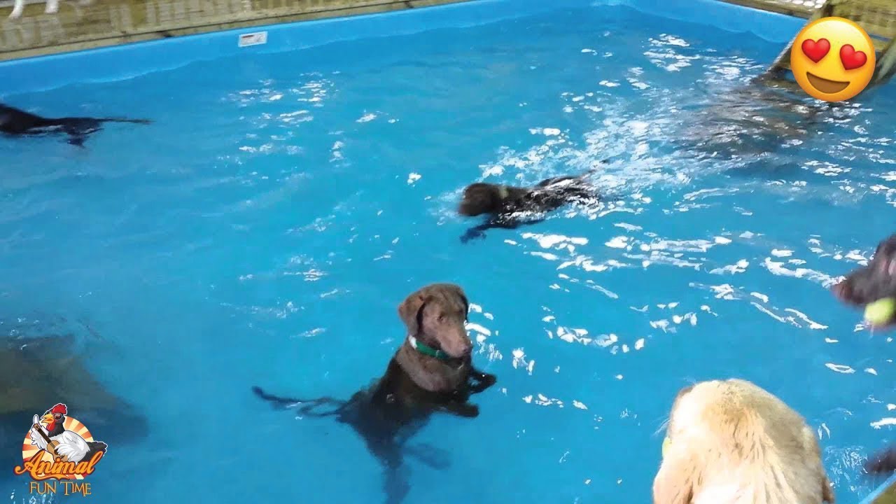 Funniest Dogs Swimming Moments