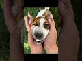 DaisyJackRussell Звір, а не собака 😂😘🐶#дрт #песпатрон #отдых #собака #джекрасселтерьер #україна
