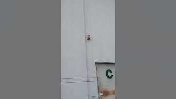 System Sensor Spectralert Advance P2RK Weatherproof Horn Strobe