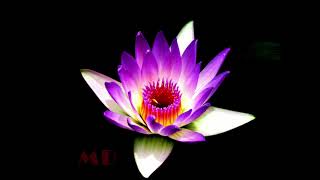 JUST CHILL Relaxing Yoga Music 24/7, Meditation Sleep Calm Healing Spa Relax Study, Sleep Music 2023 screenshot 5