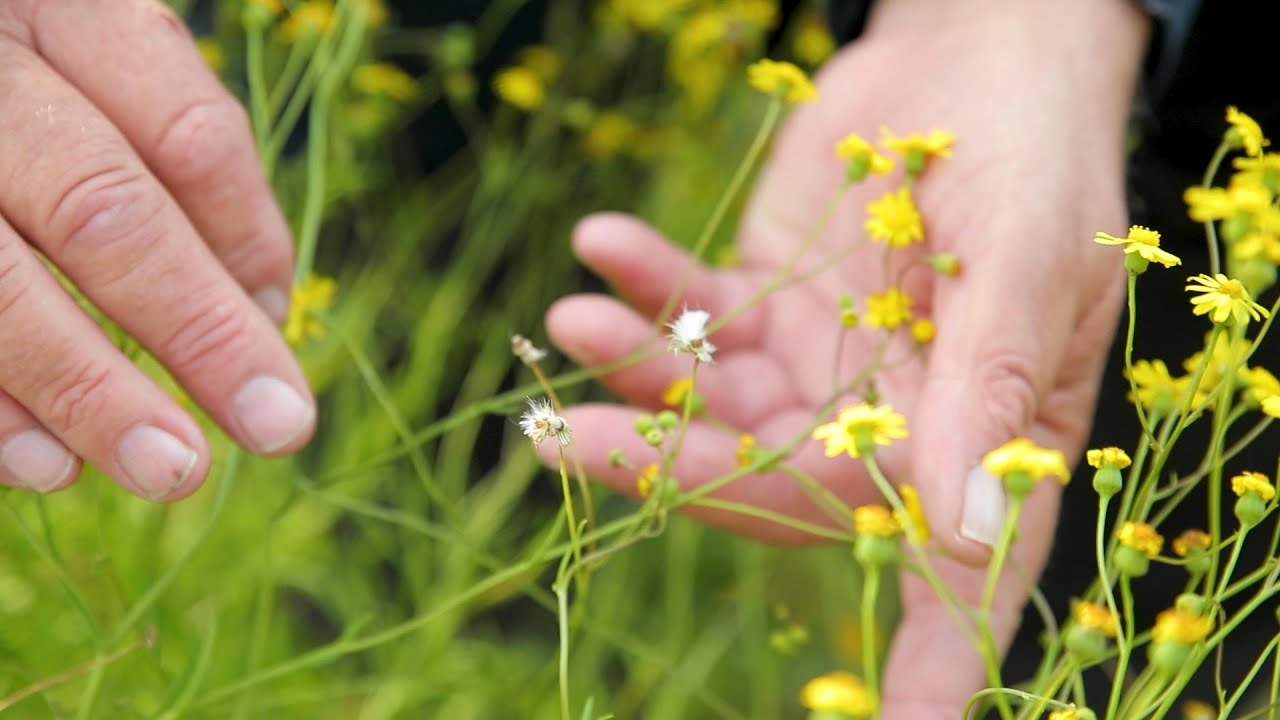 Control Fireweed - YouTube