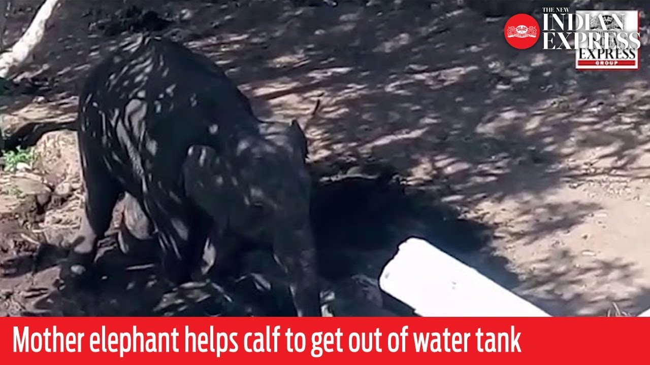 WATCH: Mother elephant rescues calf out of water tank