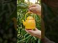 Mango Transformation – From Fruit to Teapot! ✨ #Transformation #Mango #NatureMagic #DIYGardening #ai