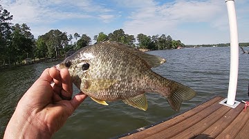 How to catch jumbo (Shellcracker) easiest way ever!