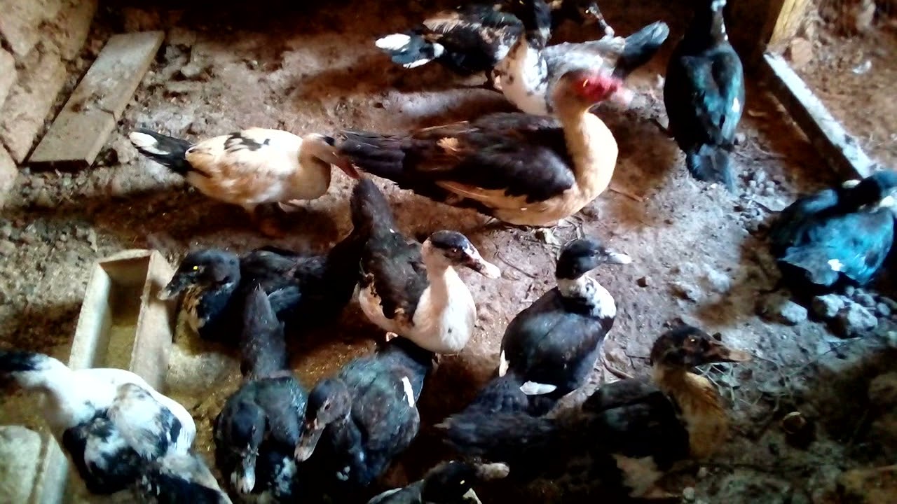 Ubworozi bw,imbata, Ese wari uziko zororoka vuba zigatanga umusaro ku buryo bwihuse?