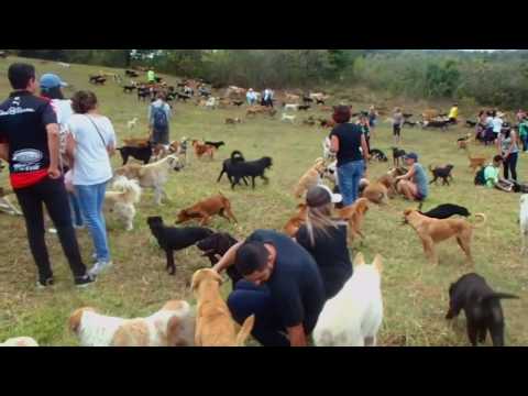 Vídeo: Aquário de Chicago adota cães de resgate e lhes dá oceanos de amor