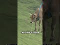 Cows Transported by Helicopter