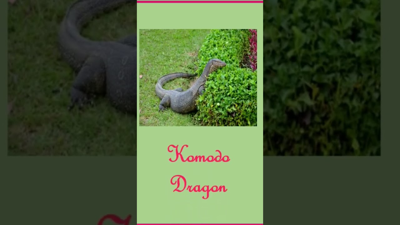 I'm the national animal of Indonesia🦎Guess me!