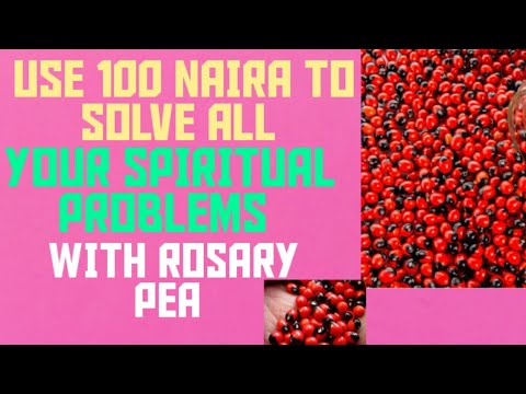 Video: Invasiveness Pea Rosary: Ketahui Tentang Polong dan Tumbuhan Benih Rosary Pea