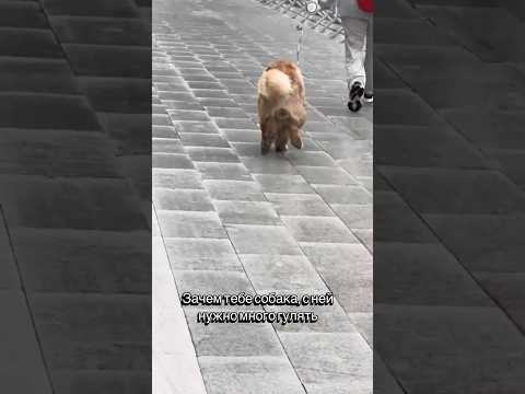 Но он все равно встает в 4 утра на прогулку 🥲#puppy #chowchow #dog #doglife #чаучау #собаки #щенок