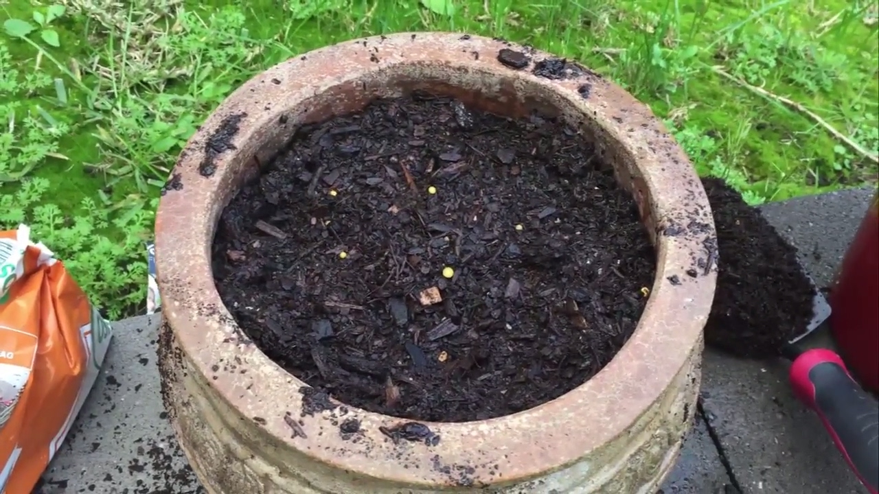 How to grow watercress week 1 - growing guide 