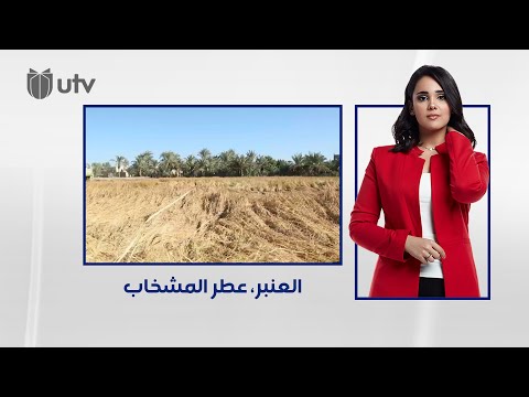العنبر عطر المشخاب