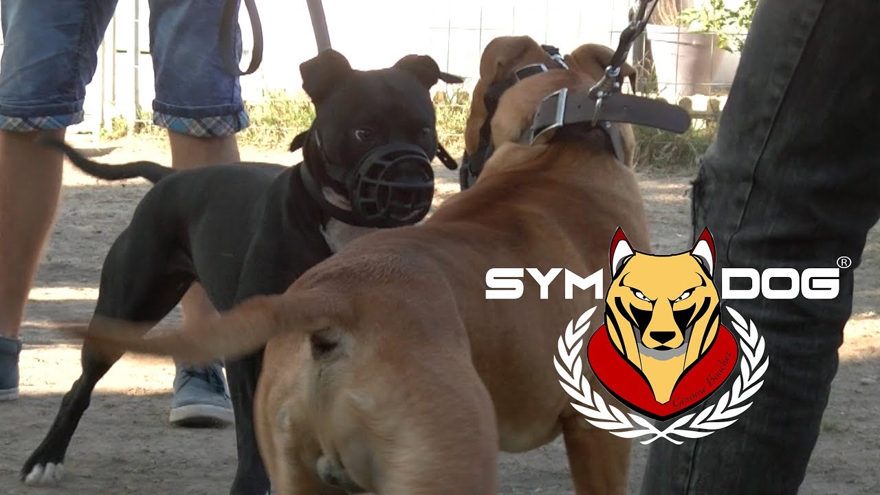 AM STAFF ET SES  CONGENERES