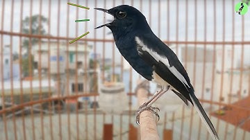 Hót Chuẩn GIỌNG NÚI RỪNG.Luyện giọng chòe than HÓT HAY. Kích chòe than hót.choethan