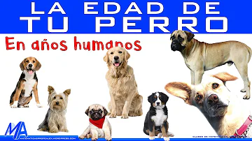 ¿Cuál es la edad más difícil para un perro?