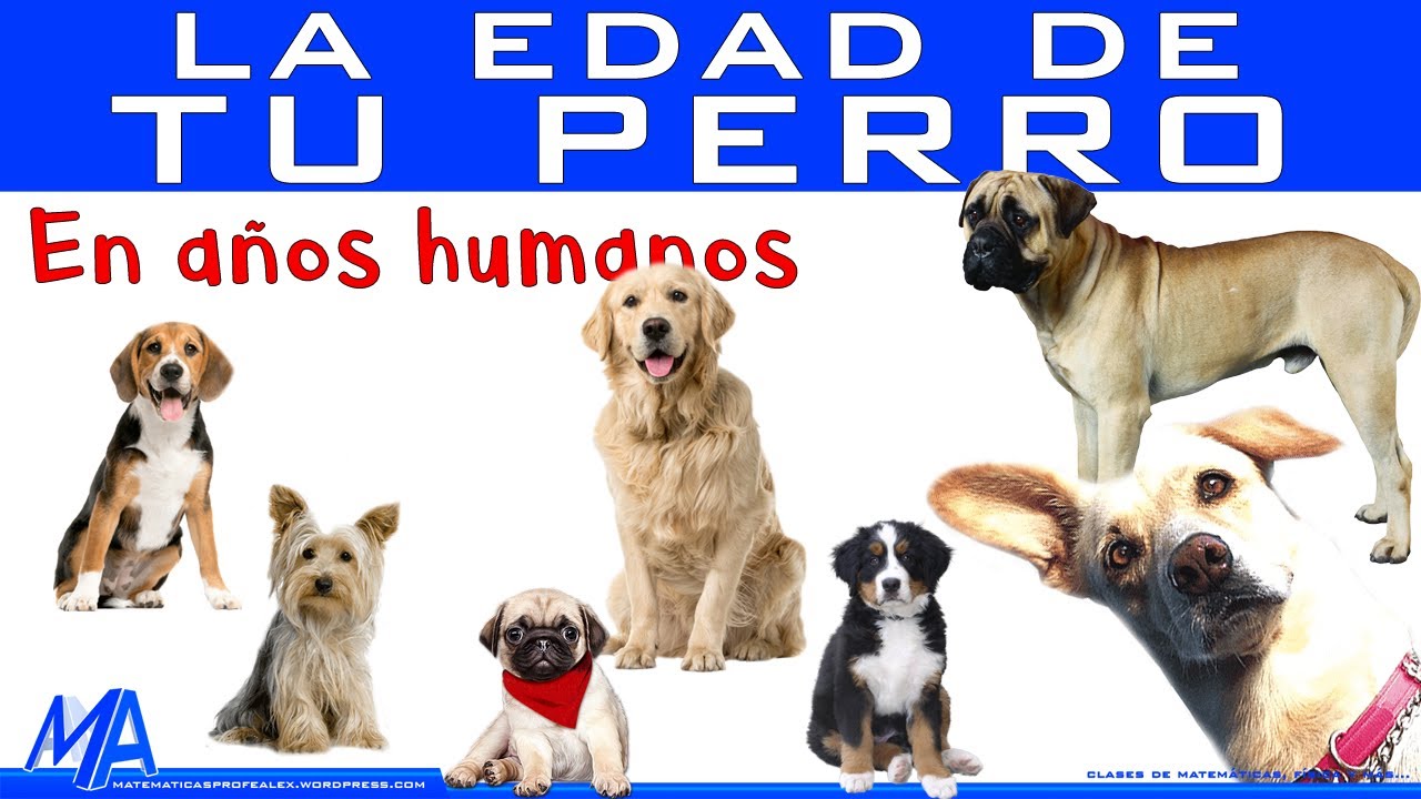 La mejor forma de calcular la edad de tu perro en años humanos según la  ciencia. - YouTube