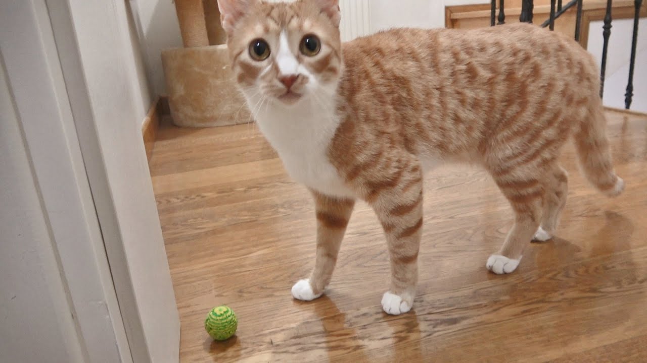 Whenever I close the door on my cat, he does this! YouTube