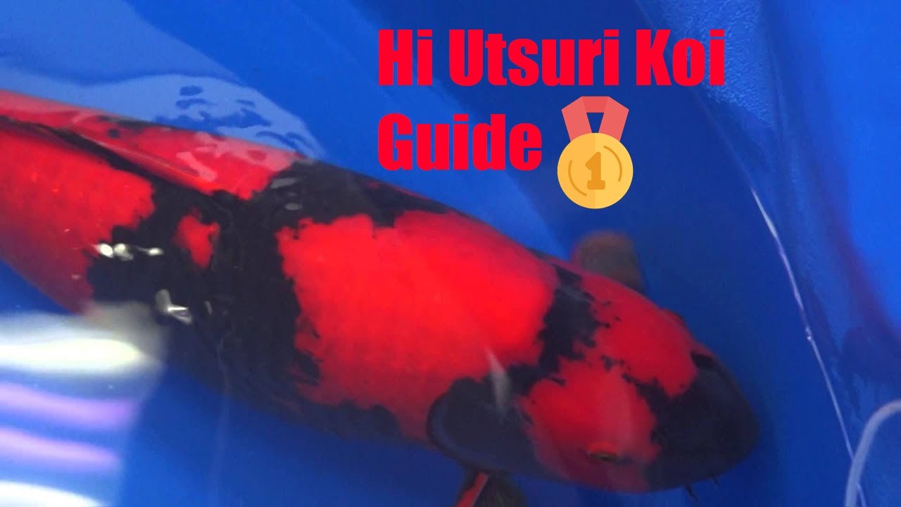 Red Fish - Untold Guide -