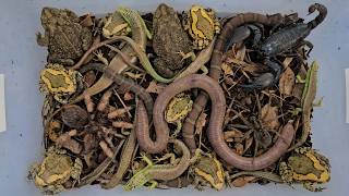 Catch beautiful reptiles and amphibians, snakes,frogs,lizards,toads,skinks,worms and spiders