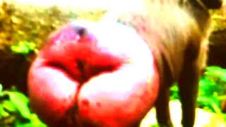 Dance Monkey - EXTREME EARRAPE!!!