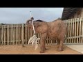 Baby elephant Khanyisa reaches 415 kgs and plays with her new friend - the mop!