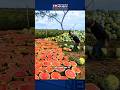 They Destroy Perfect Watermelons on Purpose… Here’s Why 🍉 #trending #viral