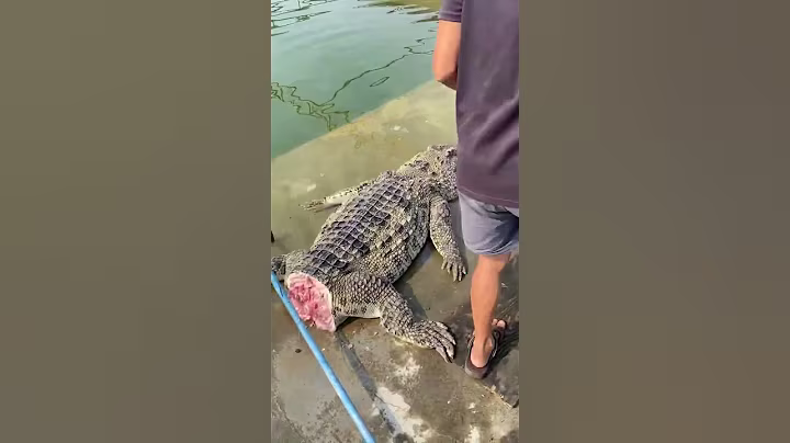 Hundreds of kilograms of big crocodile #crocodile # high end ingredients