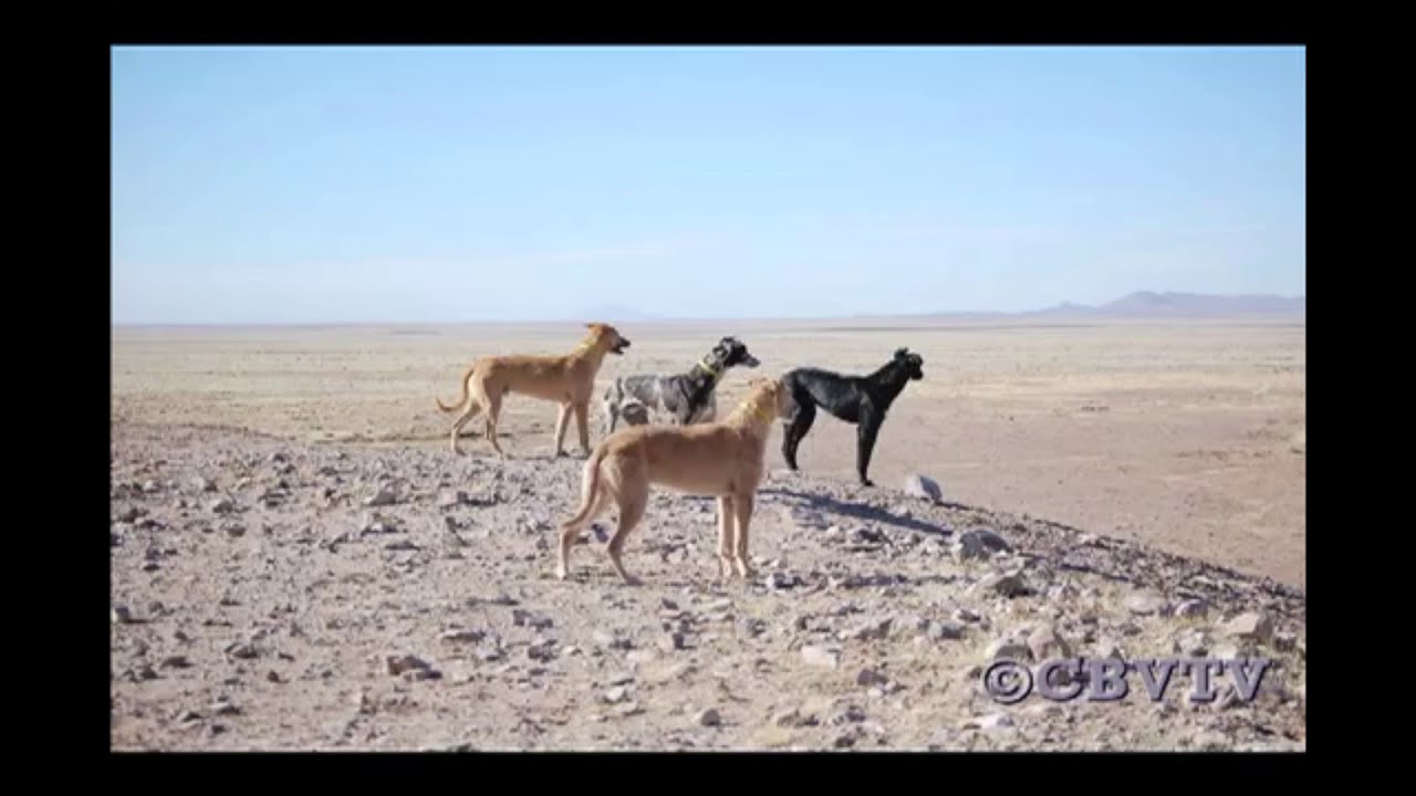 youtube coyote hunting greyhounds