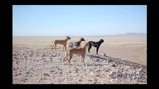 Coyote hunting on horse back .. I COULDN"T BELIEVE THAT!!