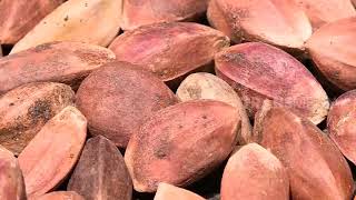 Kerajinan Unik Dari Kenari | RAGAM INDONESIA