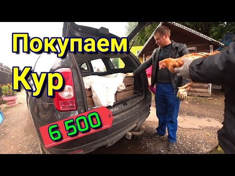 Стоимость КУРЕЙ Покупаем кур
